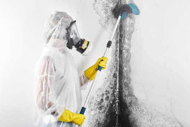 Best Water Damage & Mold Remediation  in New Vienna, OH