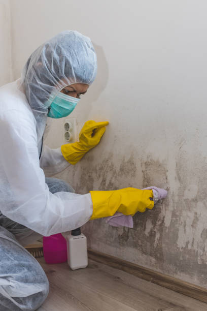 Best Airborne Mold Testing  in New Vienna, OH