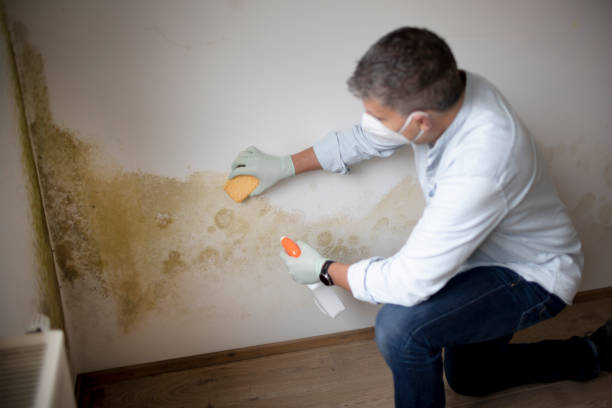 Best Comprehensive Air Testing for Mold Contaminants  in New Vienna, OH