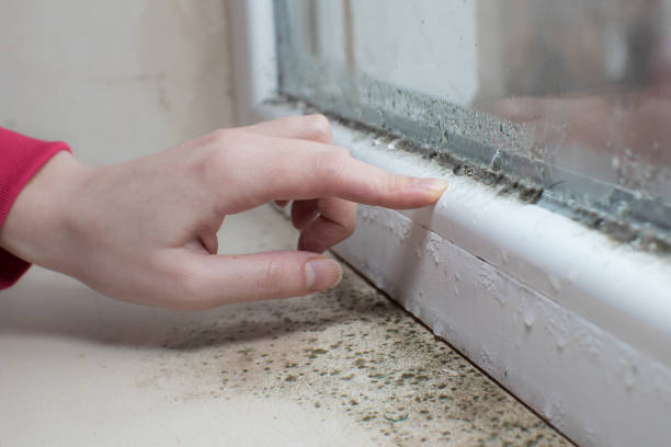 Best Asbestos and Lead Testing During Mold Inspection  in New Vienna, OH